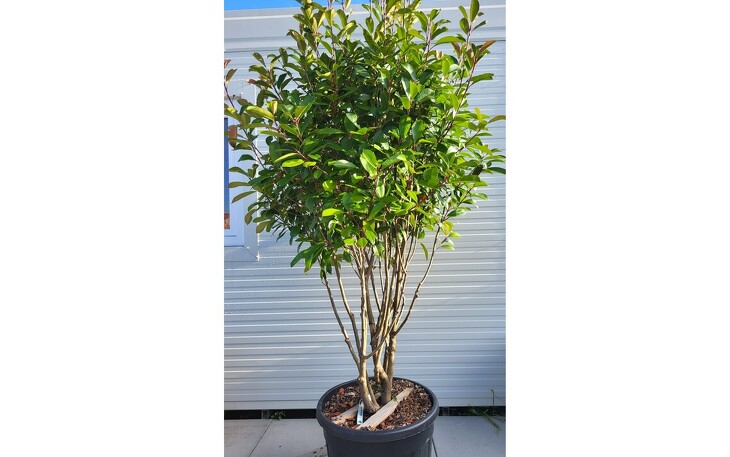 aucuba plant Aucuba japonica 'Variegata' – Denchfield Nursery, Inc main image 0